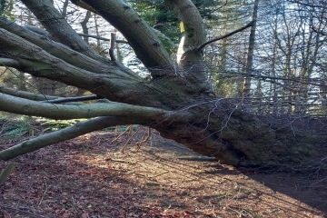 A Tribute to the Wishing Tree